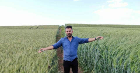 7 bin yıllık buğday Diyarbakır’da boy gösterdi, çiftçiler ’Buğday sorunu kalmayacak’ dedi