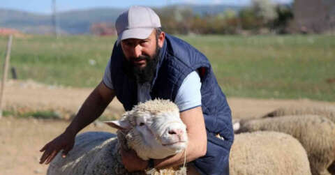 Gümüşhane’de ‘Ile de France’ ırkı koyunlar üreticinin yüzünü güldürüyor