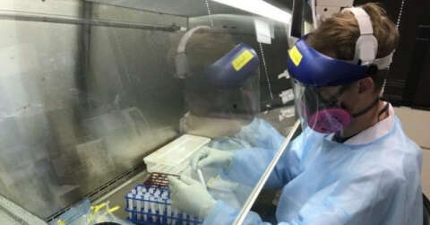 Tayland’da kediden insana geçen ilk Covid-19 vakası