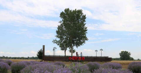 Edirne’de mor lavanta tarlaları ziyaretçilerini ağırladı