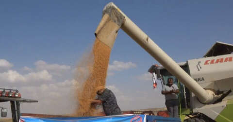 Siirt’te hasattaki bereketi gören çiftçi, ‘buğday banyosu’ yaptı