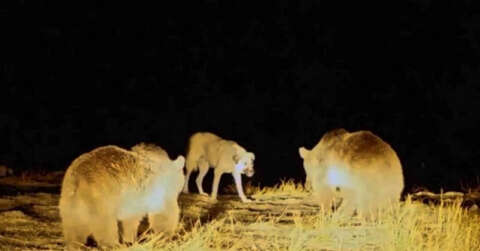 Nemrut’un maskot ayılarıyla köpeğin kavgası kamerada