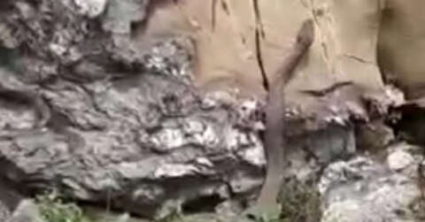 Elazığ’da kayalıklar arasında görülen 2 metrelik yılan korkuttu
