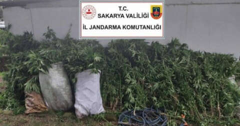 Kenevir ekimi yapan 3 şüpheli jandarma ekiplerince yakalandı