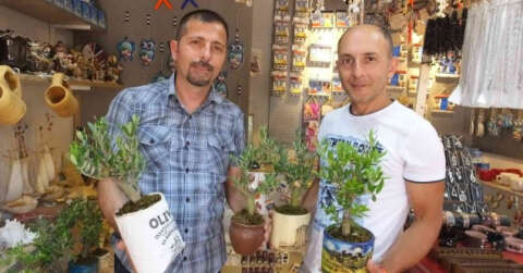 Balıkesir’de bodur zeytin ağaçları hediyelikler arasına girdi
