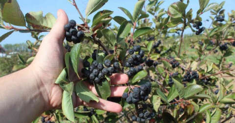 Yalova aronyasının kilo fiyatı belirlendi