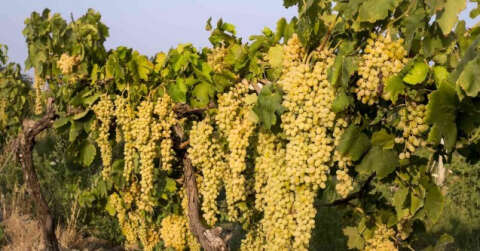 Çekirdeksiz sultani üzümü ihracat yolcusu