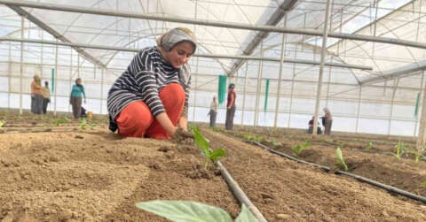 Tamamı ihraç edilen Kaliforniya biber fideleri toprakla buluştu