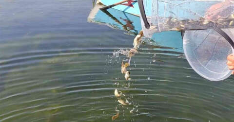 Ardahan’daki göl ve göletlere 1 milyon 589 bin yavru sazan balığı bırakıldı