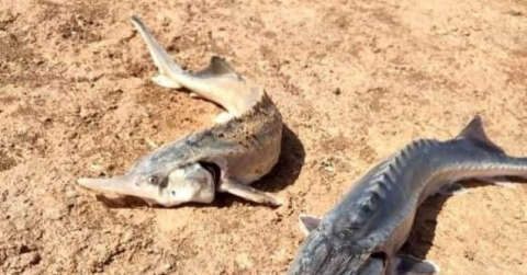 Oltaya takılan Sibirya Mersin Balığı büyüklüğü ile şaşırttı