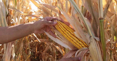 Batmanlı çiftçiler dikkat: Anız yakanlar 5 yıl tarımsal destek alamayacak