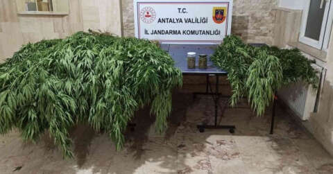 Korkuteli’nde 30 kök kenevir, 28 kök skunk ele geçirildi