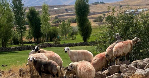 Sürüden ayrılan koyunlar vatandaş ve jandarma iş birliği ile bulundu