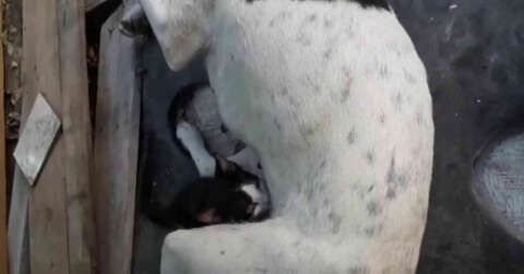 Yavruları ölen köpek, annesiz kediyi emzirmeye başladı