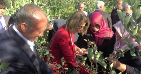 Nevşehir’de süper meyve ’aronya’ hasadı yapıldı