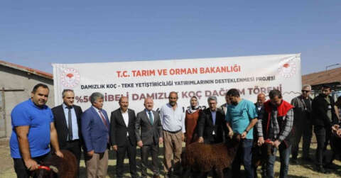 Ağrı’da 179 damızlık koç sahibine teslim edildi