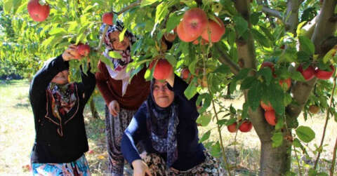 Elma hasadına başlanan Amasya’da bahçeler rengarenk