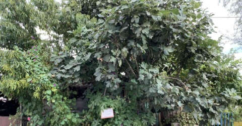 Bu sokaktan geçen canı istediği kadar şeftali ve incir yiyebiliyor