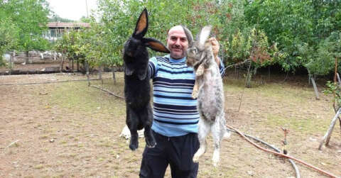 Tokat’ta dev tavşanlar görenleri şaşırtıyor