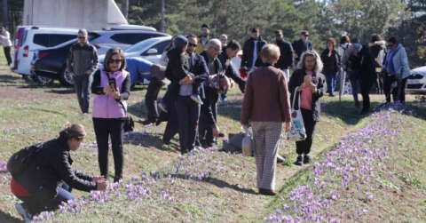 Safran tarlaları üç haftada 60 bin ziyaretçiyi ağırladı
