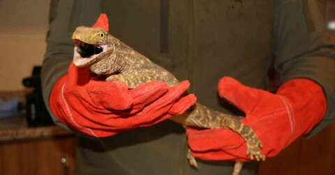 Şanlıurfa’da bulunan çöl varanı tedaviye alındı