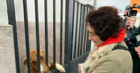 Hayvanseverler rehabilitasyon merkezine gitti, sosyal medyadaki iddialar yalanlandı