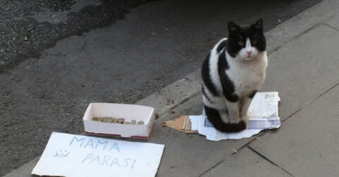 (ÖZEL) Bu kedi mama parası biriktirmek için kaldırımda bekliyor