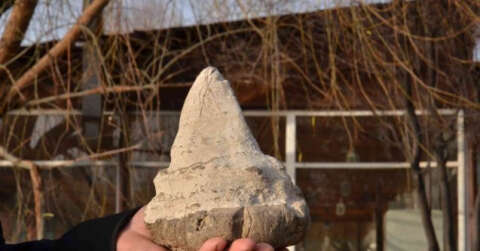 Elbistan’da köpekbalığının atası sayılan 20 milyon yıllık megalodon dişi bulundu