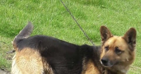 Kayıp köpeğini bulana para ödülü verecek