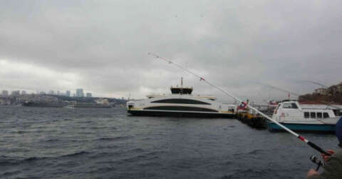 Üsküdar’da iki geminin arasında sıkışan yunus öldü