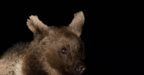 Özlenen kış gelmedi, ayılar kış uykusuna yatmadı