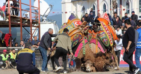 Develer güreşti, sahipleri kavga etti