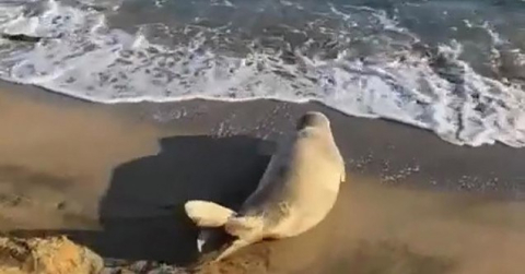 Koruma altına alınan Akdeniz foku Adana’da görüldü
