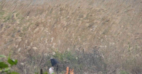 Sazlık alanda yangın çıkartan şahıs suçüstü yakalandı