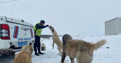 Tunceli’de jandarmadan sokak hayvanlarına mama ve su desteği