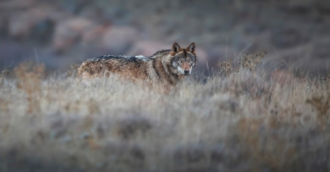 Arazide bir anda karşısına çıkan ’canavarı’ görüntülemeyi başardı