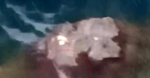 Tunceli’de koruma altında bulunan su samuru görüntülendi