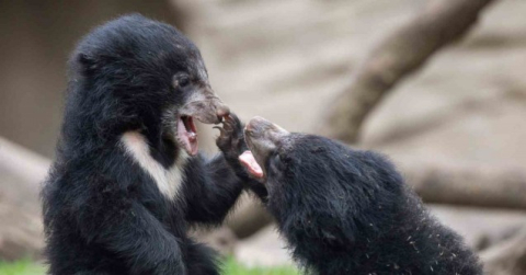 Belçika’da uçakta bırakılan 3 ayı soğuktan öldü