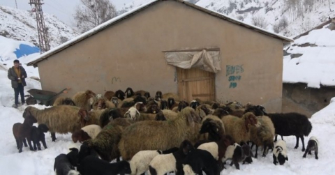 Kar çiftçinin umudunu yeşertti