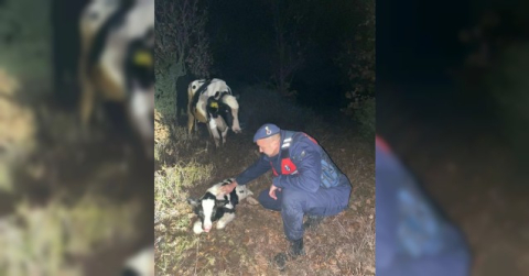 Kaybolan gebe inek buzağılamış halde bulundu