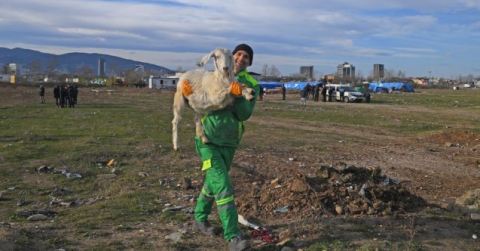 Osmangazi'de ekili arazilere zarar veren koyunlara müdahale