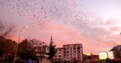 Tablo gibi gökyüzüne sığırcık sürüsünden fırça darbeleri