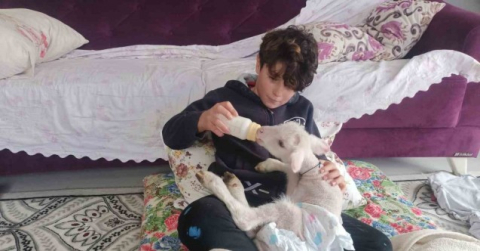 Annesini köpekler telef etti, o kuzuya evde bebek gibi bakıyorlar