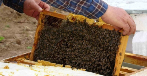 Çanakkale balı Avrupa yolcusu