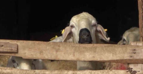 İlçede ’çiçek’ alarmı: Onlarca küçükbaş hayvan telef oldu, diğerleri karantinaya alındı