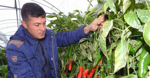 Azı şifa fazlası zarar: Samandağ biberinin faydaları saymakla bitmiyor