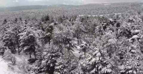 Çam ağaçları kara büründü, ortaya kartpostallık görüntüler çıktı