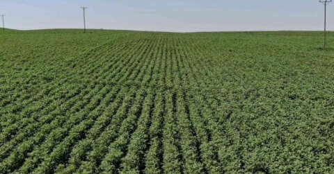 Diyarbakır tarımı çığır açtı: 813 tane tesis kuruldu, 452 milyon TL karşılıksız hibe aktarıldı