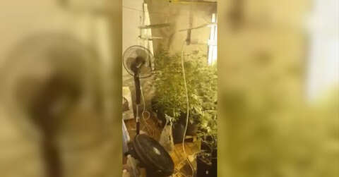 Evin içini seraya çevirip uyuşturucu yetiştirmişler