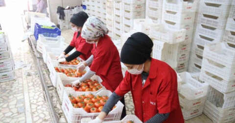 İşlem gören domates miktarı geçen yılın aynı ayına göre yüzde 19 azaldı